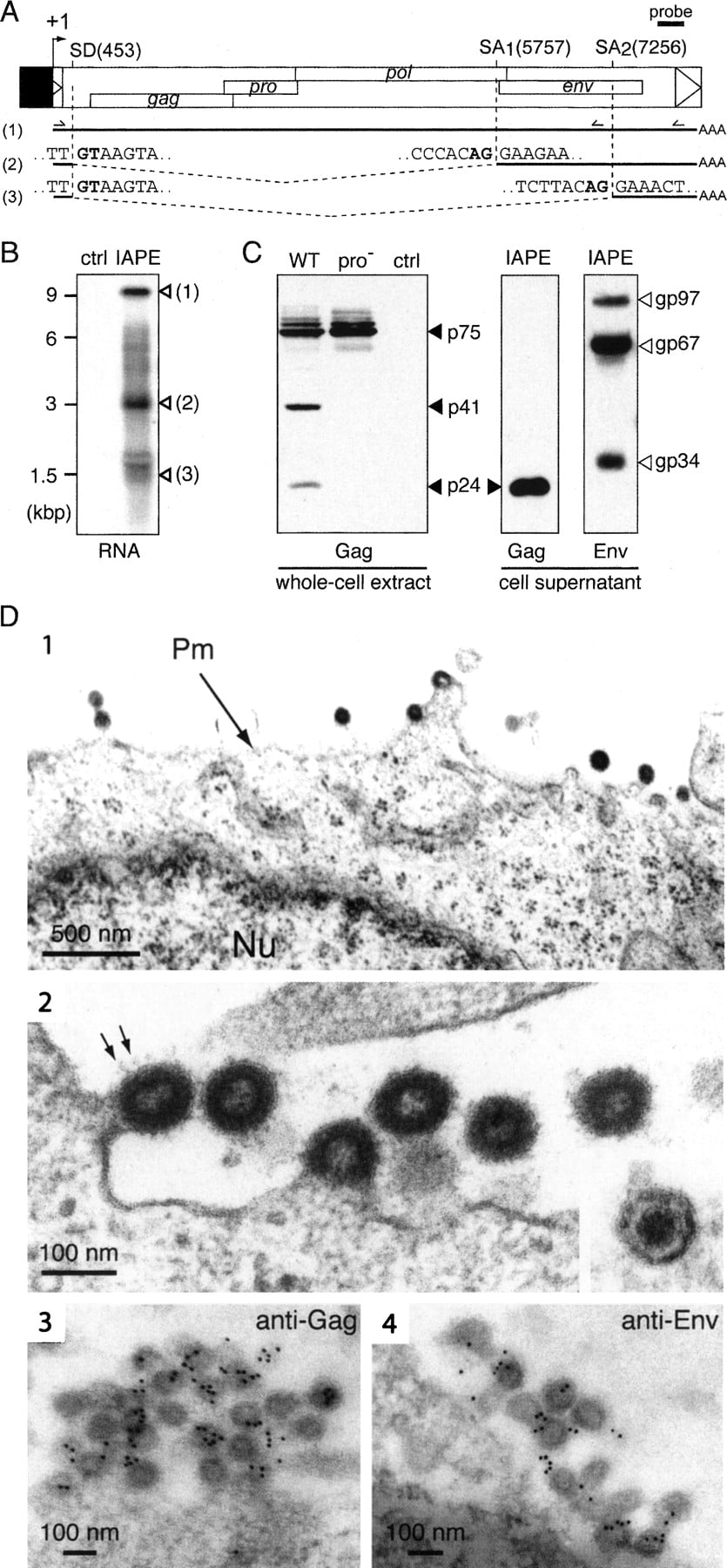 597fig3
