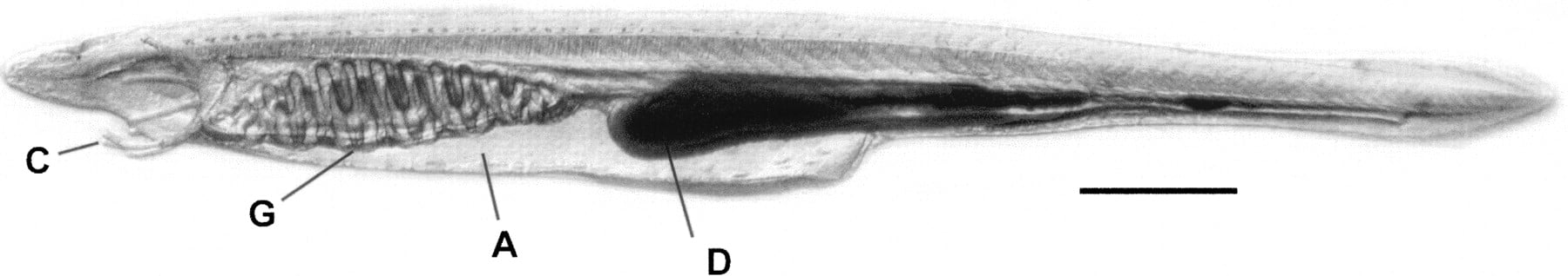 1100fig1