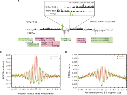 Global analysis of the insulator binding protein CTCF in chromatin ...
