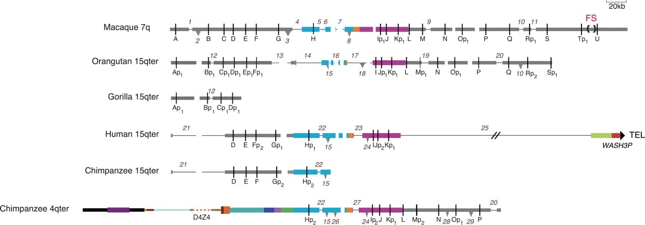 33fig3