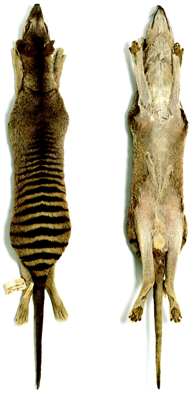 213fig1