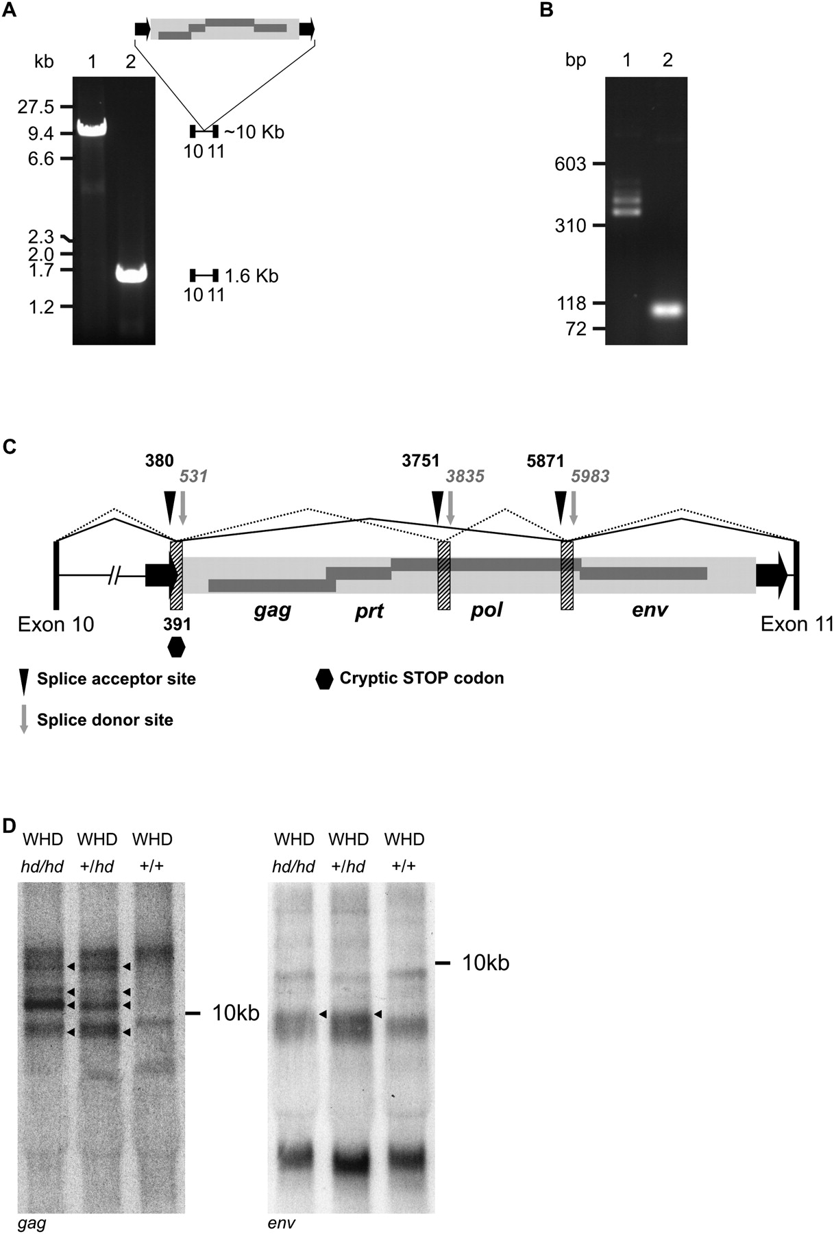 19fig1