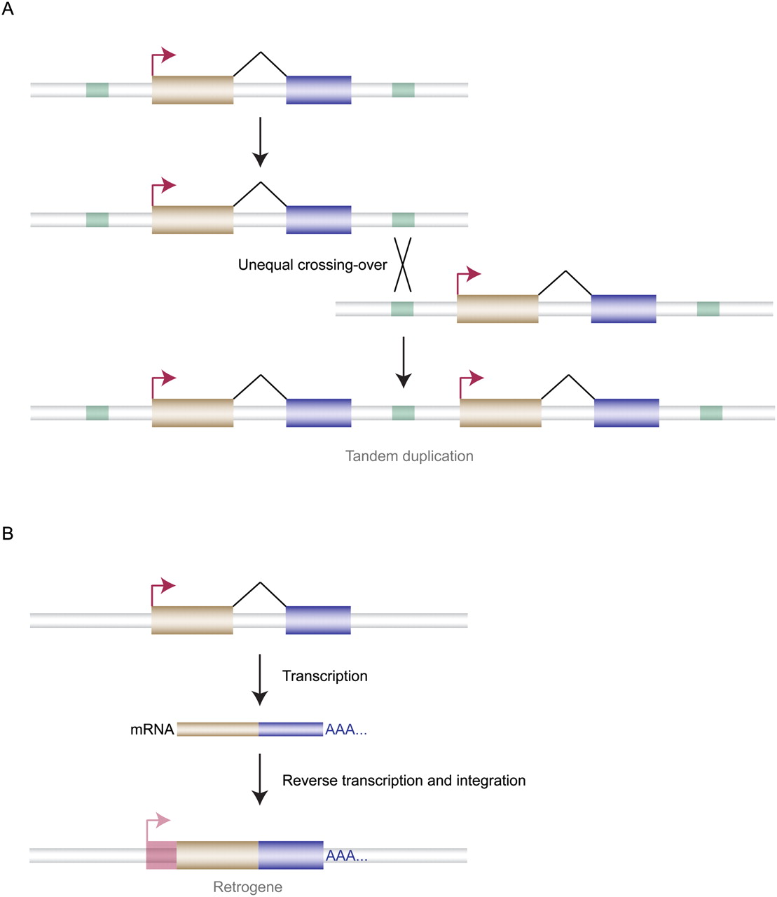 1313fig1