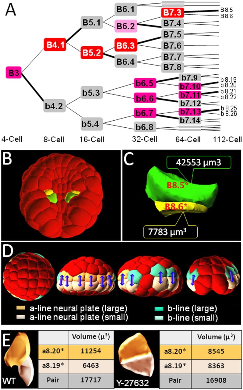1459fig6