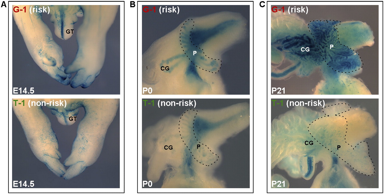 1191fig3