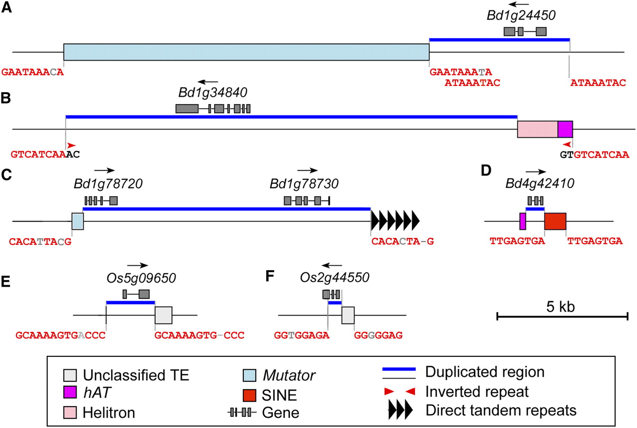1229fig4