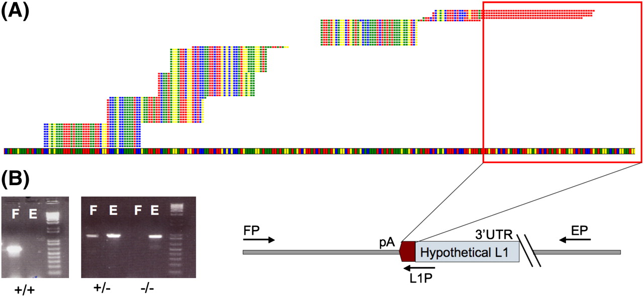 1262fig2