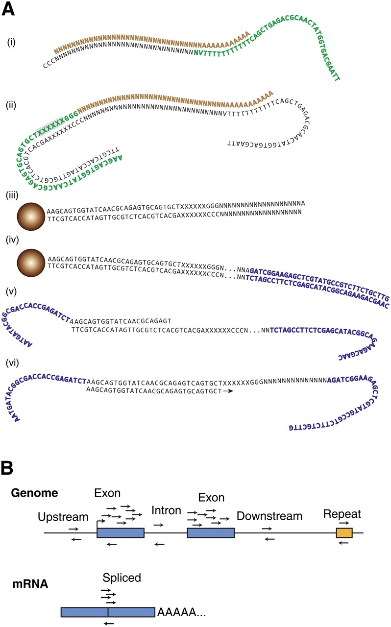 1160fig1