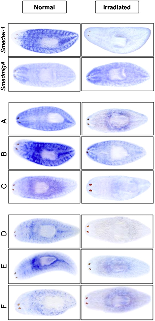 1193fig3