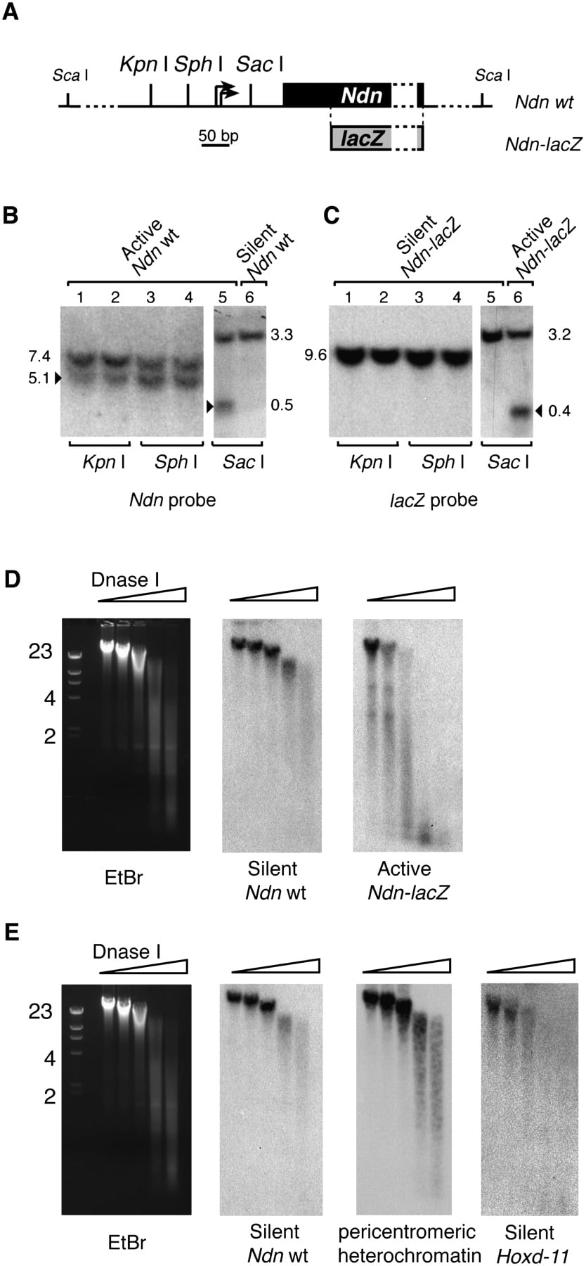 1426fig4