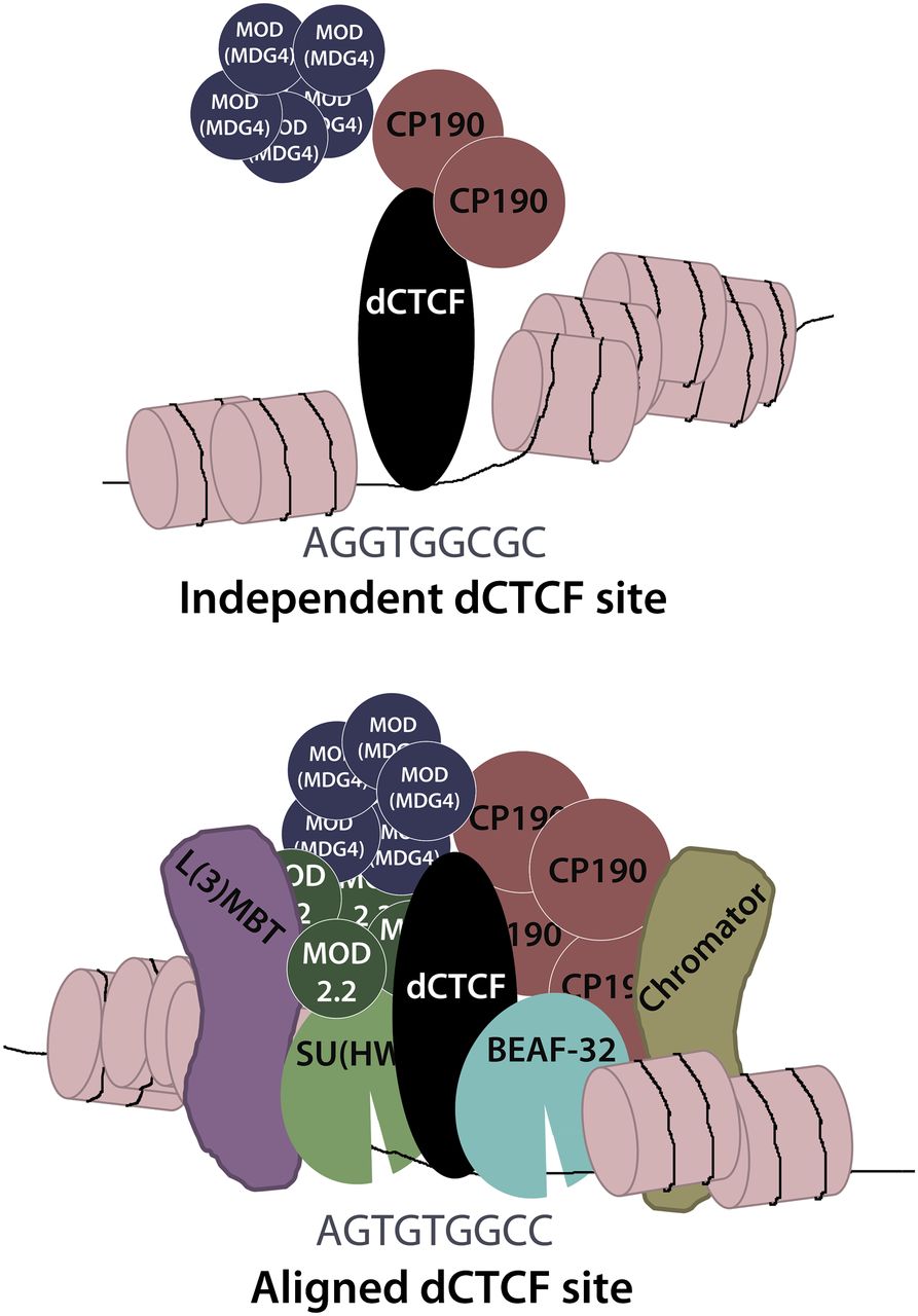 2176fig7