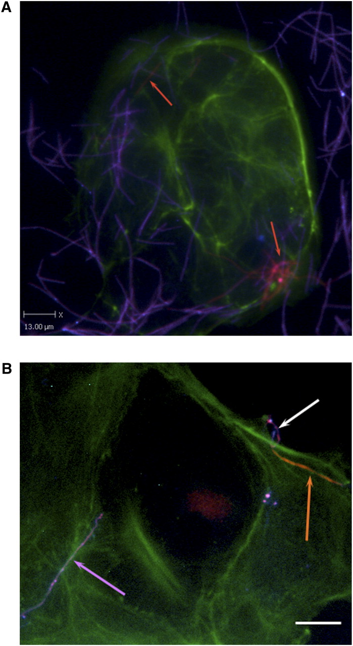 299fig4