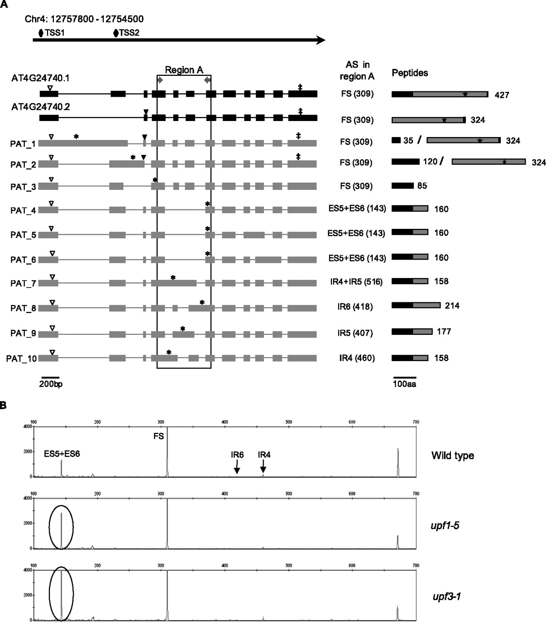 1184fig6