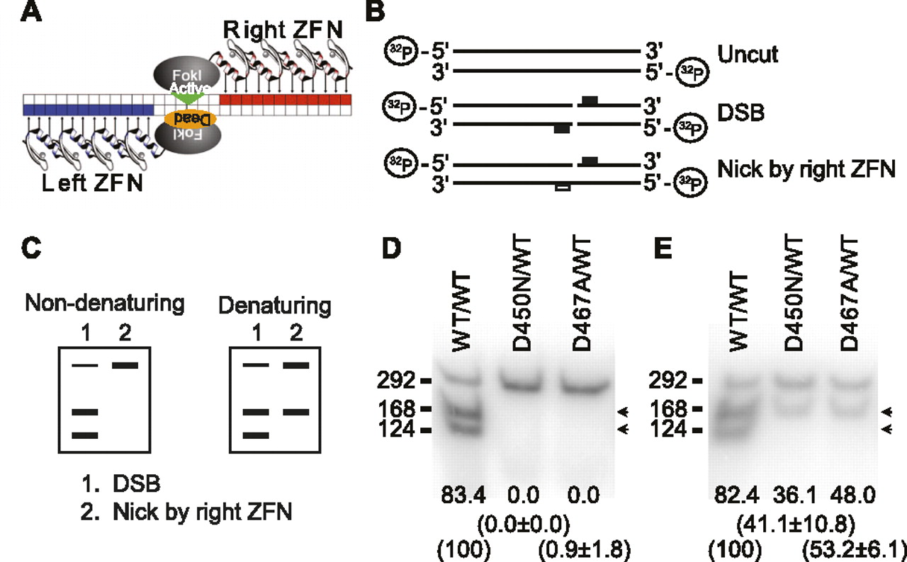1316fig1
