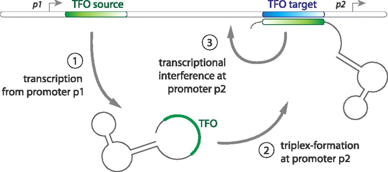 1372fig3
