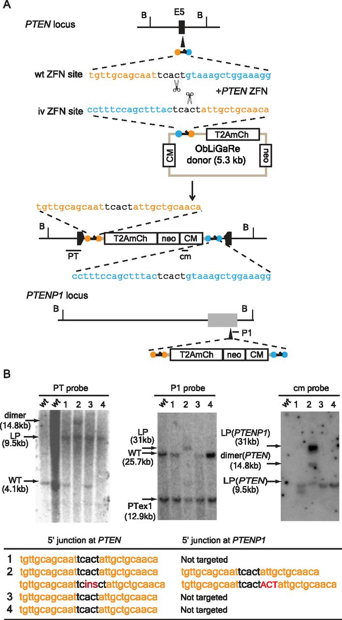 539fig2