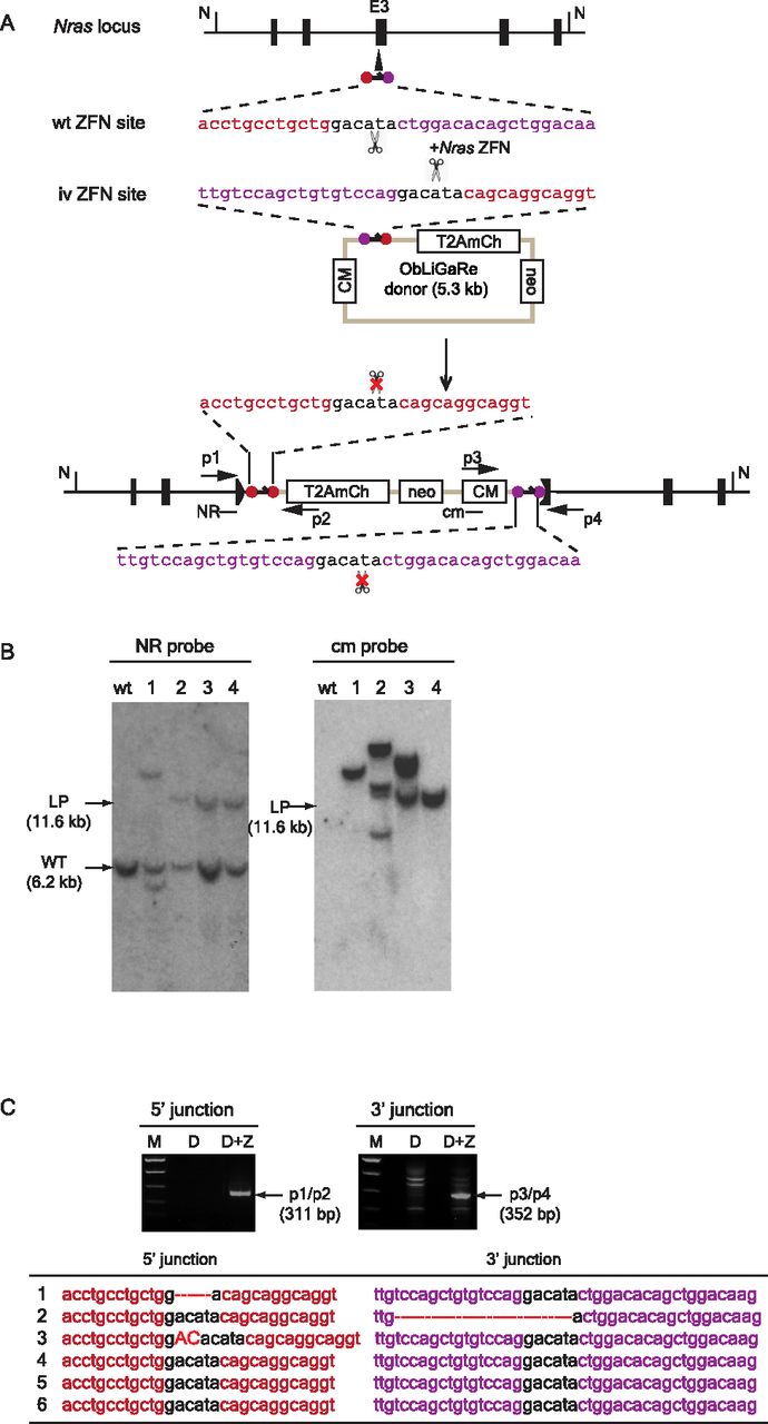 539fig3