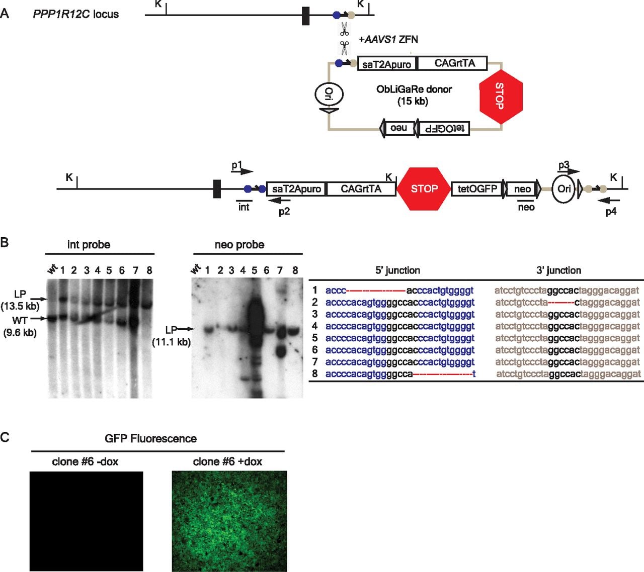 539fig4