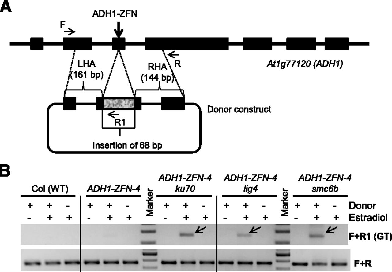 547fig3