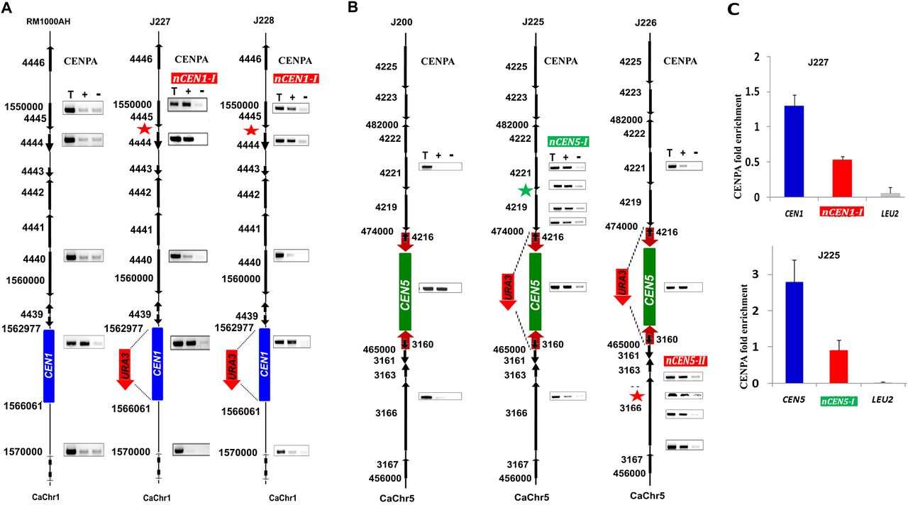 638fig4