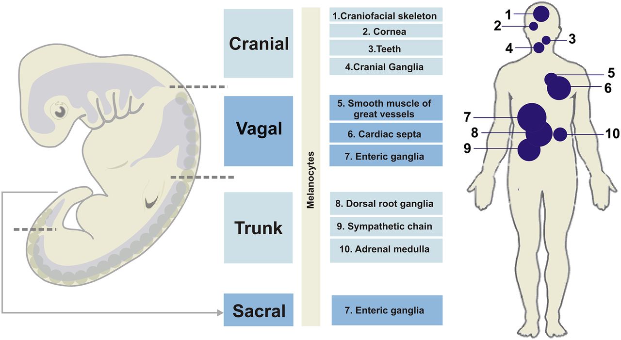 1069fig2