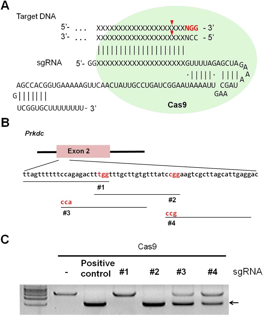125fig1