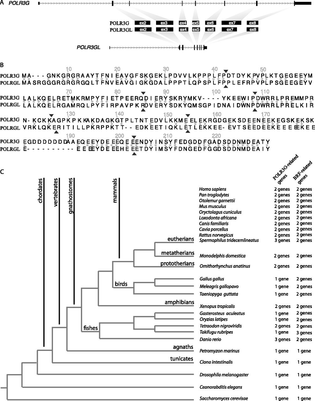 37fig1