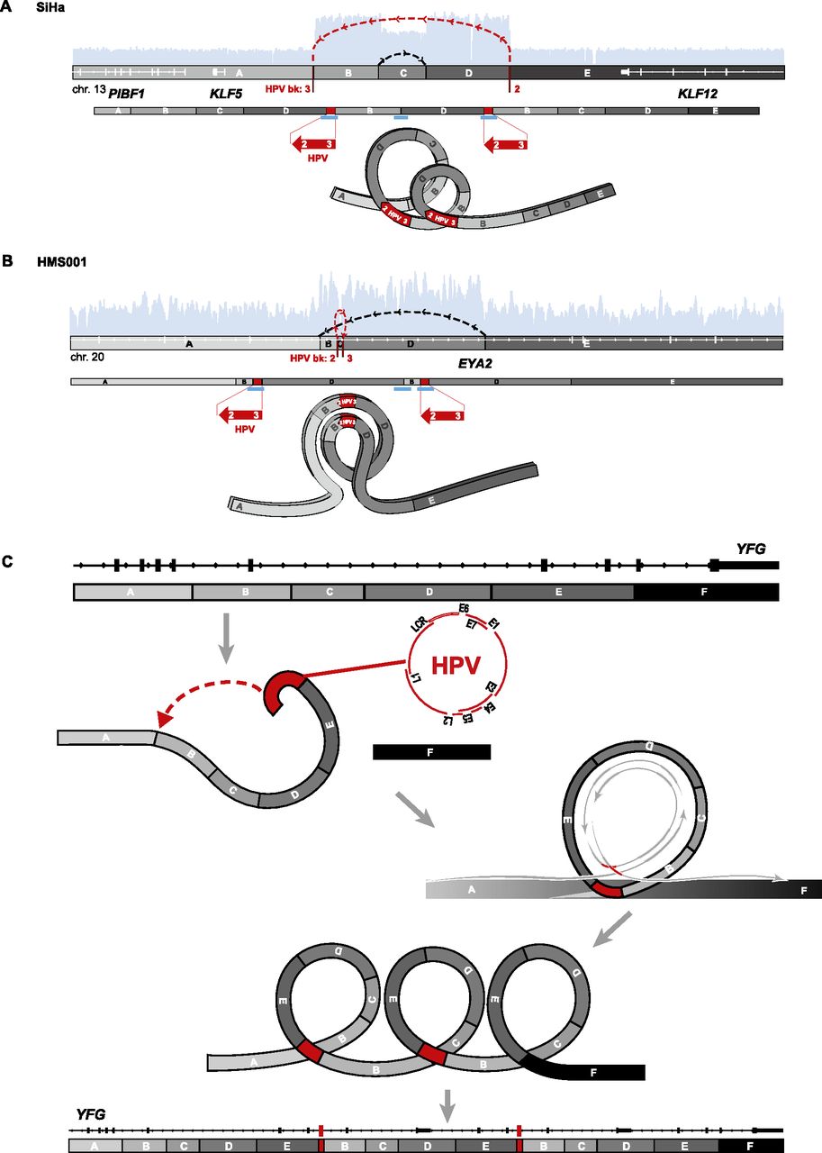 185fig4