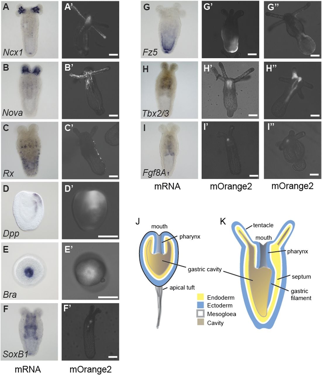 639fig6