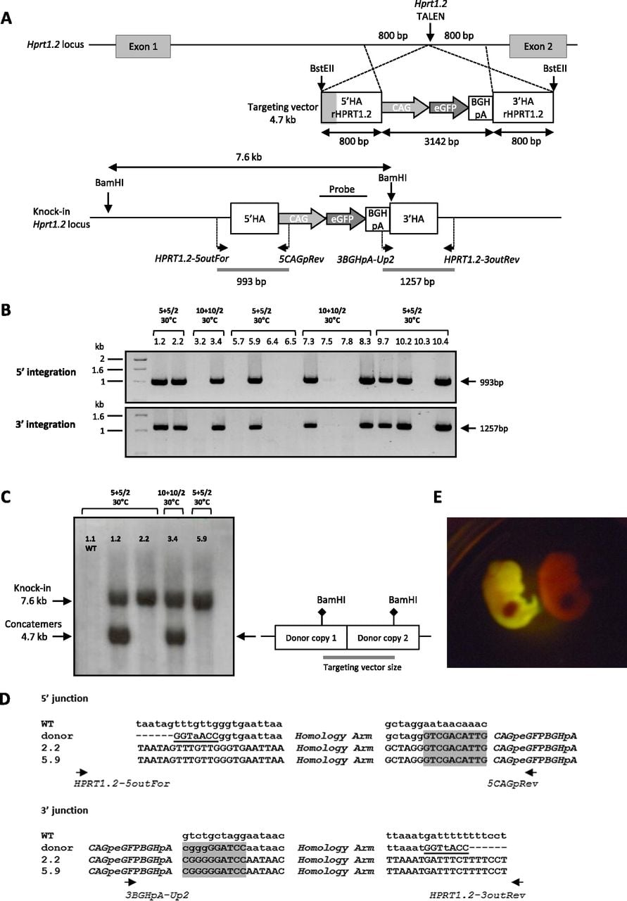 1371fig2