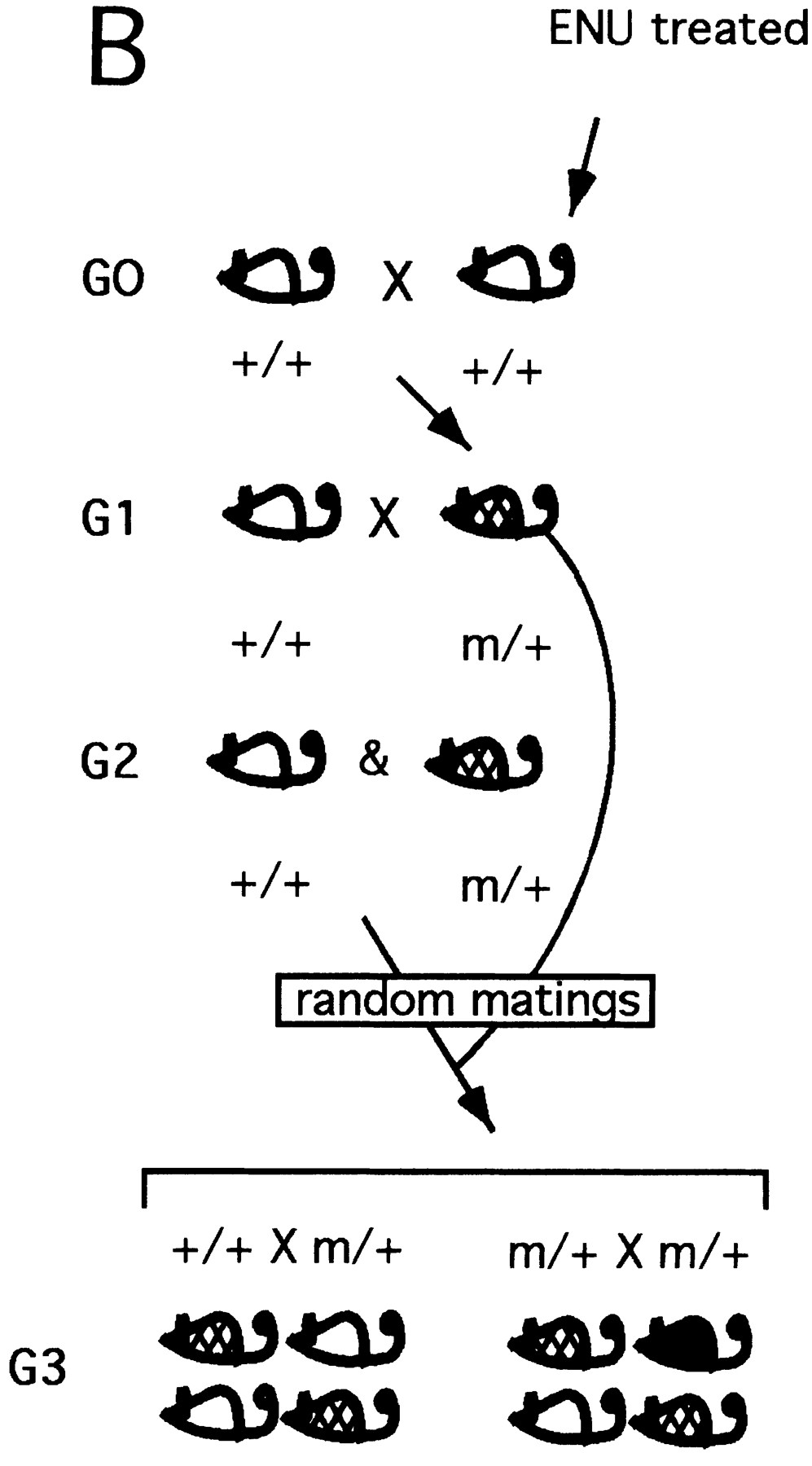 gr
