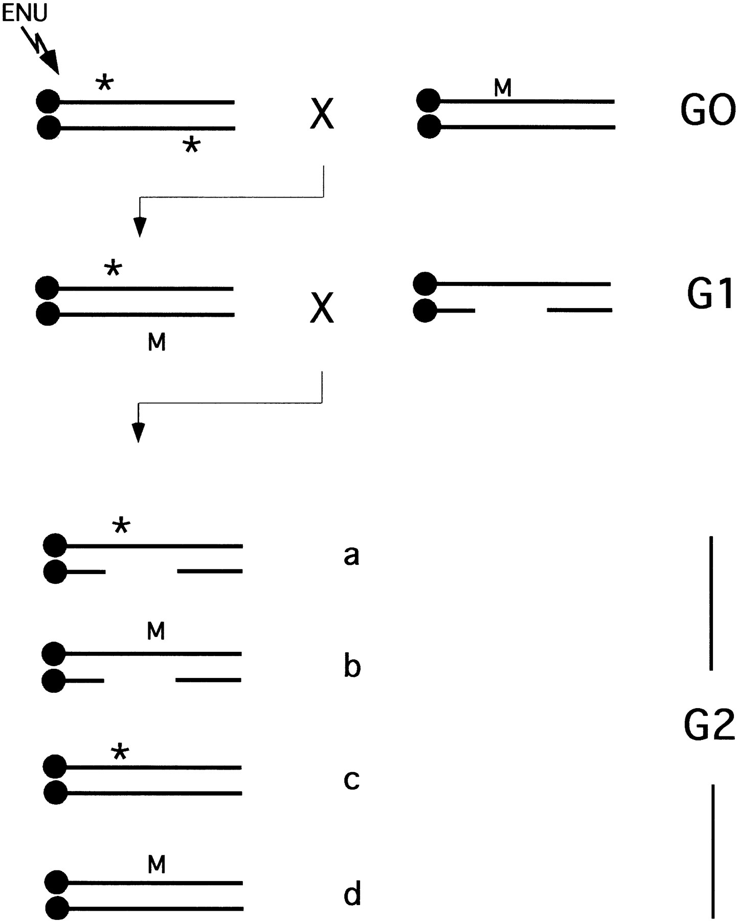 gr